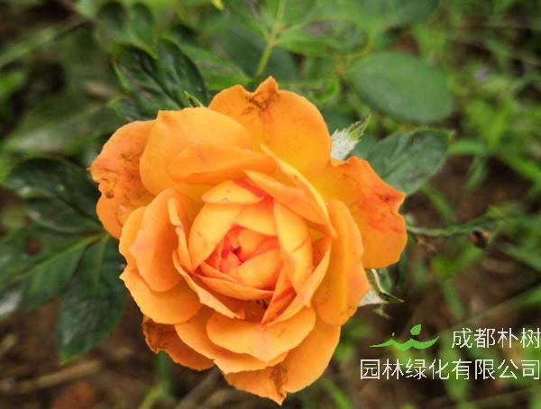 蜂蜜焦糖月季一年开几次花？