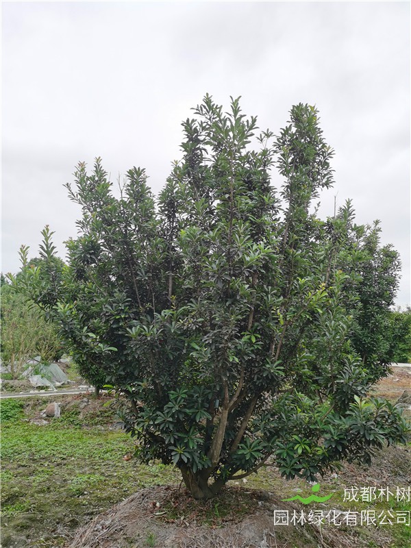 杨梅树适合在哪里种植？种植在哪里最好？