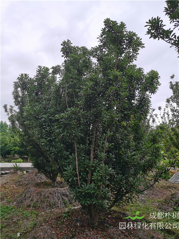 杨梅树根有什么功效？什么时候施肥？