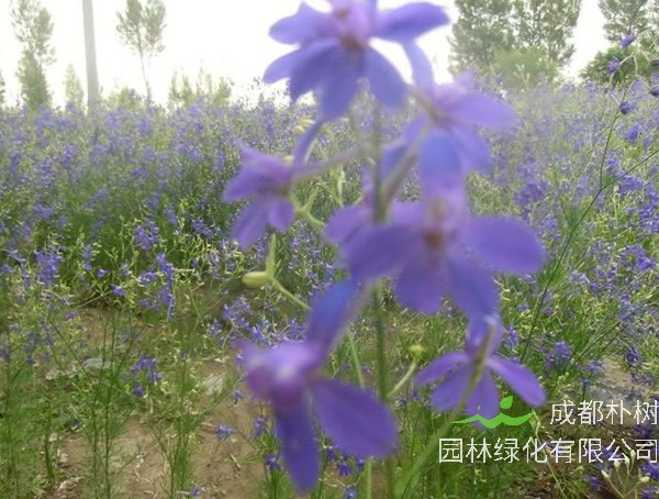 千鸟草的花语是什么？有哪些象征意义？
