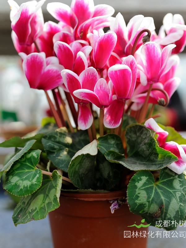 萝卜海棠为什么不开花？怎么处理？