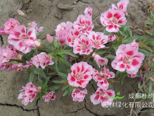 古代稀的种植方法有哪些?