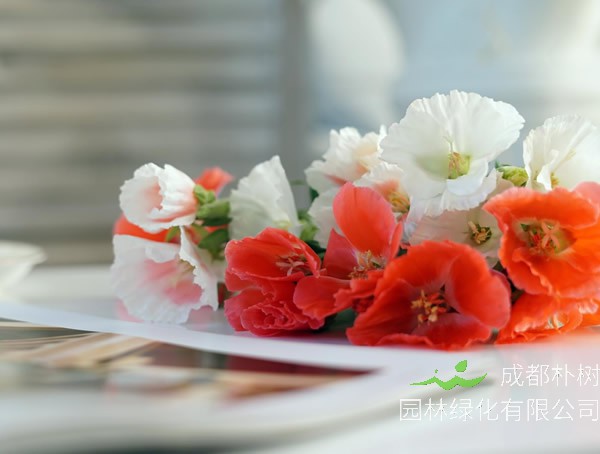 古代稀盆栽方法有哪些要点和注意事项？