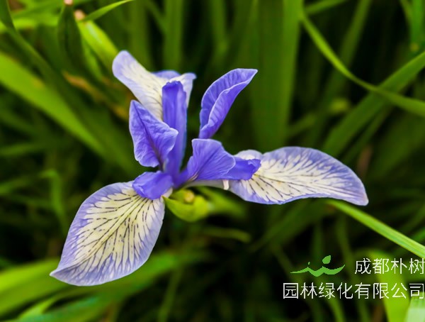 马莲花功效与作用有哪些？