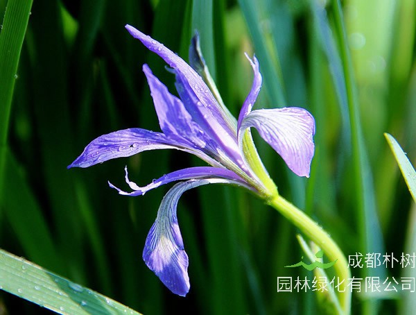 马莲花的寓意和象征有哪些？花语是什么？