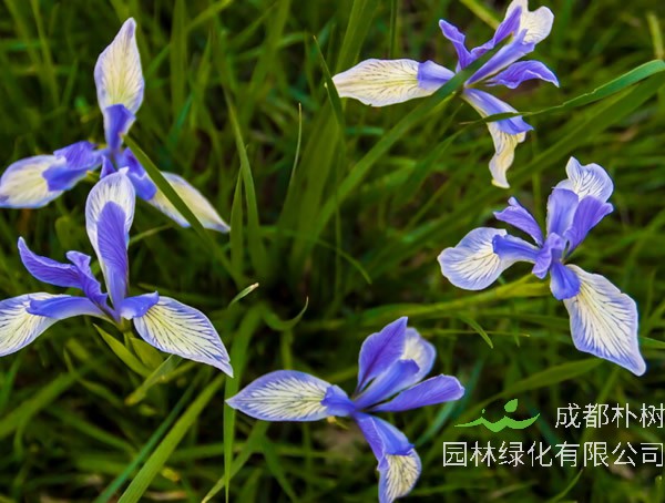 马莲花期是几月？什么时间开花？