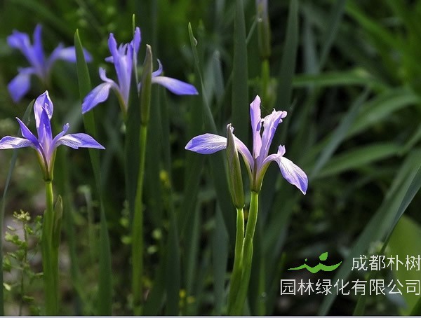 马莲花为什么不开花？怎么处理？