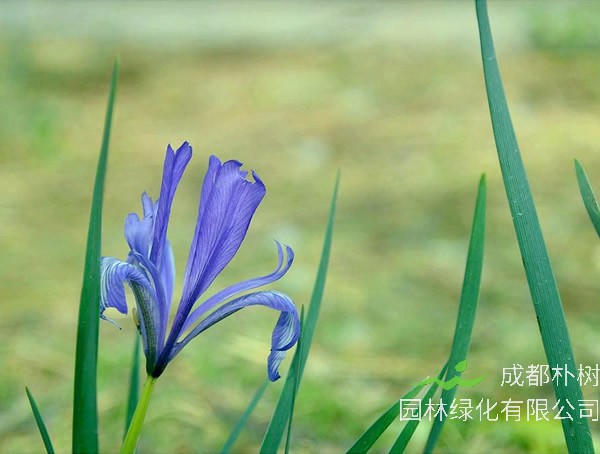 马莲花如何繁殖？有哪些方式？