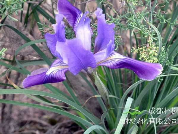 马莲花一般生长在什么地方？