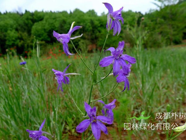 千鸟草花期是什么时候？有多长？