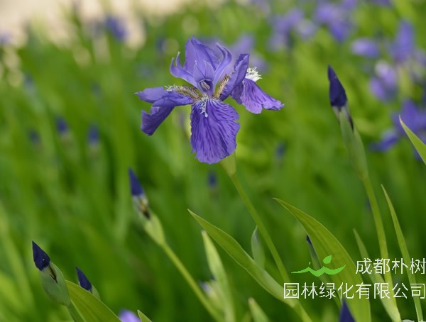 马莲花的特点是什么？有哪些形状？