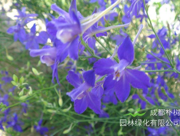 千鸟草与飞燕草的区别有哪些？