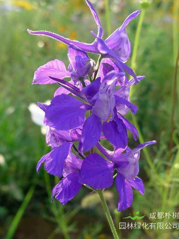 千鸟草的花都有什么颜色？