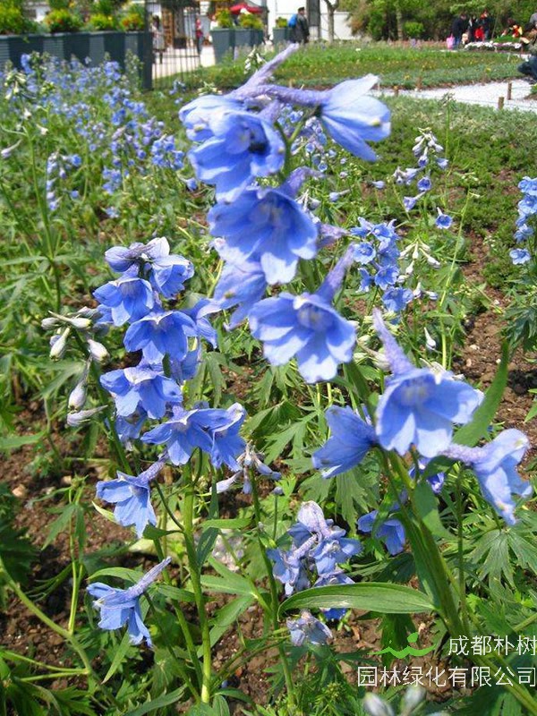 千鸟草毒性大吗？有哪些功效与作用？