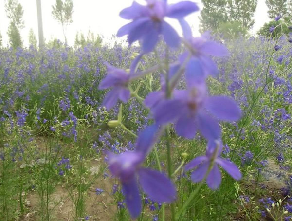 千鸟草的花语是什么？有哪些象征意义？