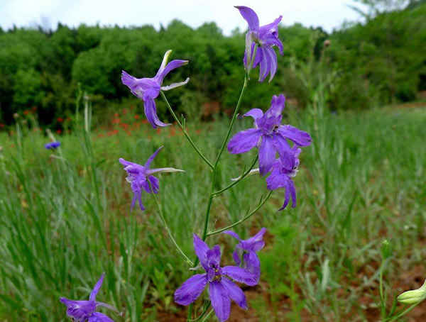 千鸟草花期是什么时候？有多长？