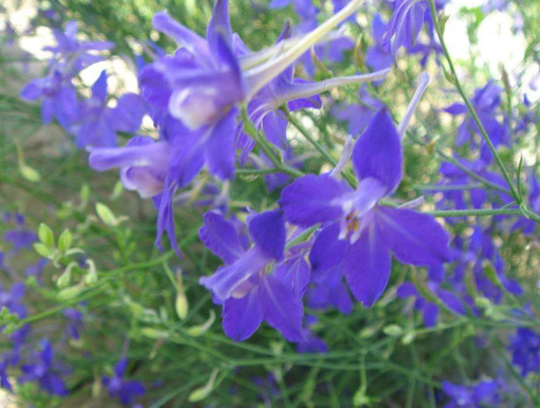 千鸟草与飞燕草的区别有哪些？