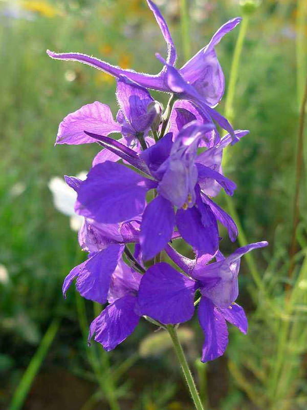 千鸟草的花都有什么颜色？