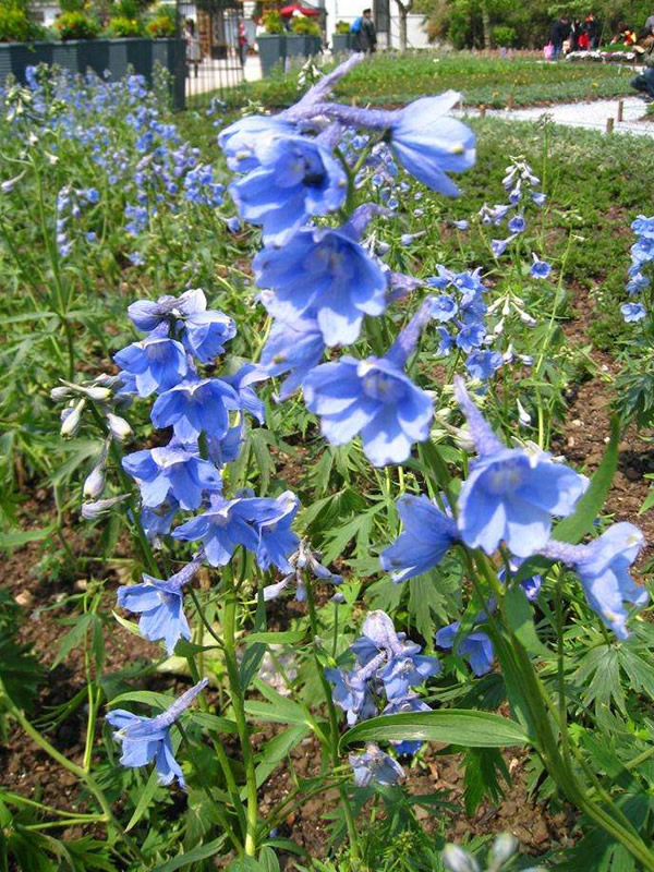 千鸟草毒性大吗？有哪些功效与作用？