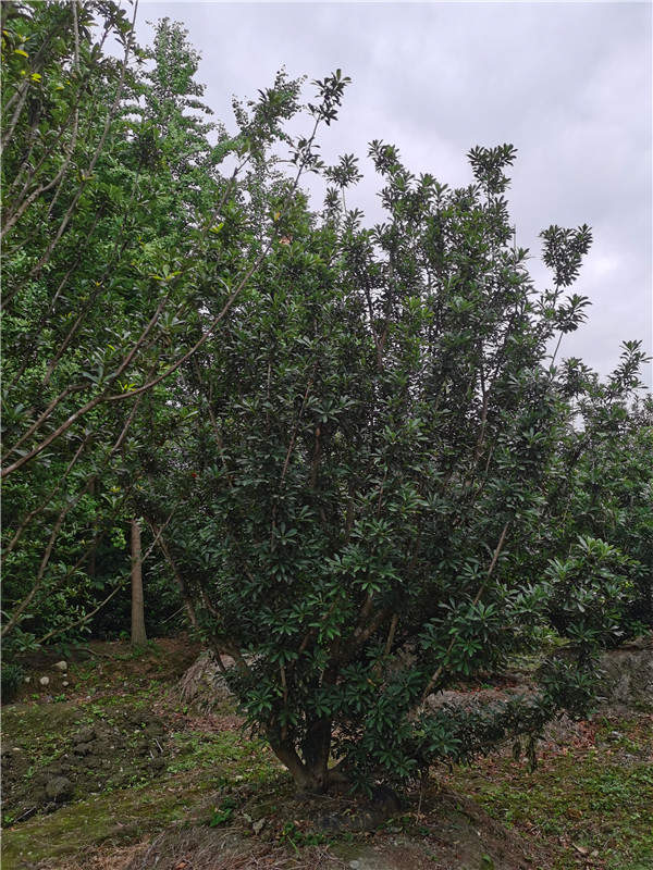 杨梅树苗怎么培育？