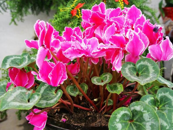 最新的萝卜海棠的养殖方法和注意事项大全