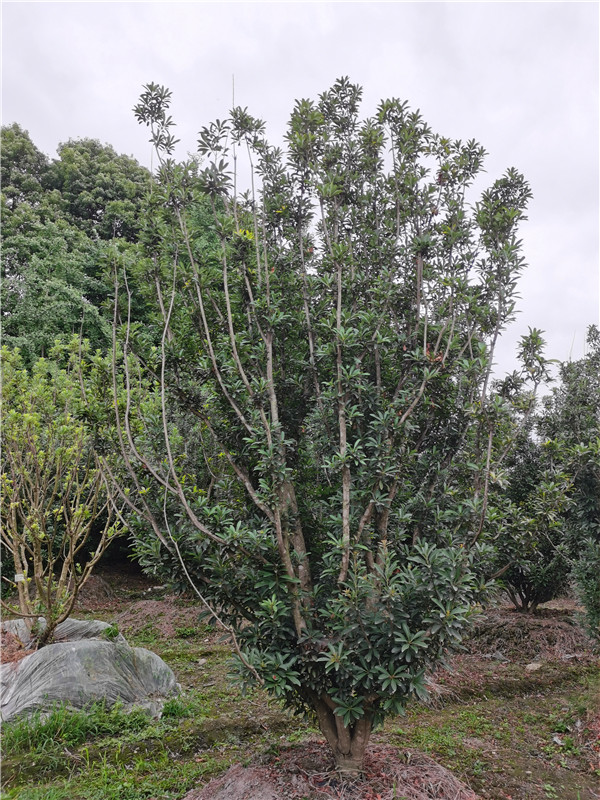 杨梅树造型怎么做？能够成活多久？