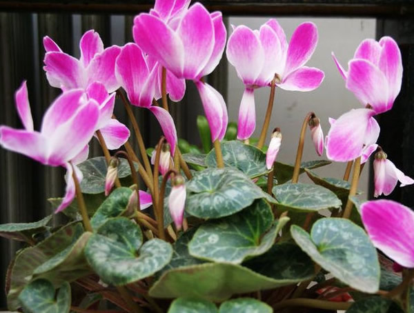 萝卜海棠的养殖和浇水要注意哪些事情？