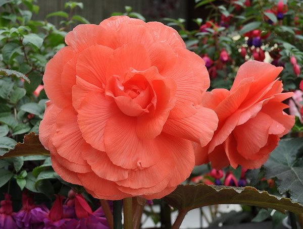 萝卜海棠的扦插方法有哪些？