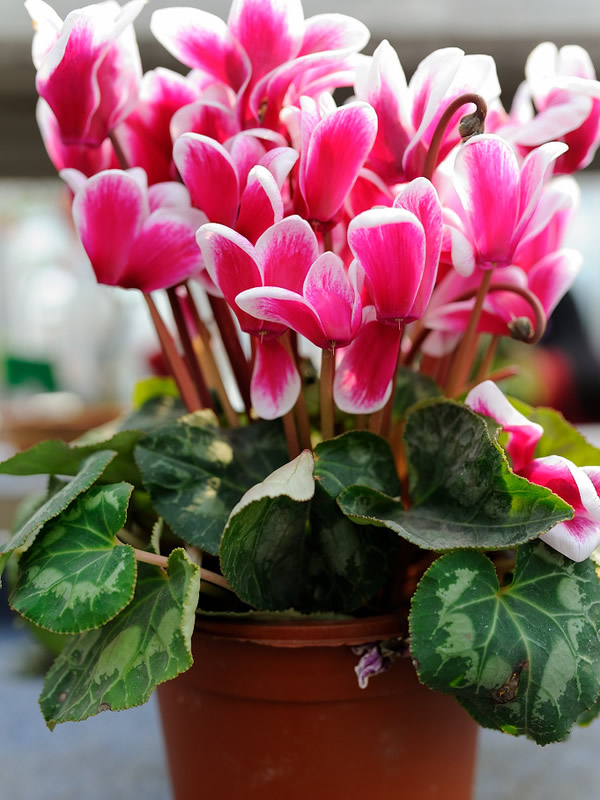 萝卜海棠为什么不开花？怎么处理？