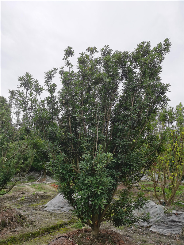 成都市杨梅树哪里好？春季如何修剪？