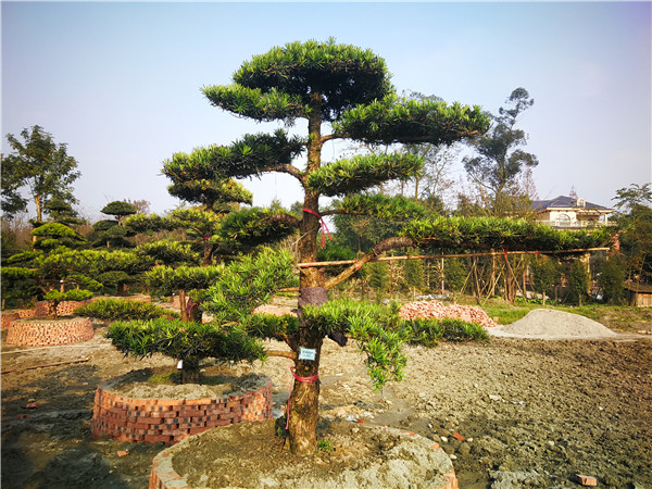 罗汉松哪里可以种植？种植多久确定成活？