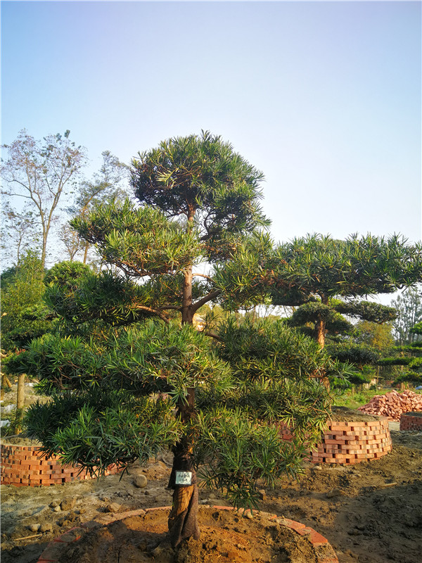 罗汉松盆栽和小盆栽怎么养？