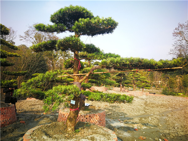 罗汉松有哪些品种？如何浇水？