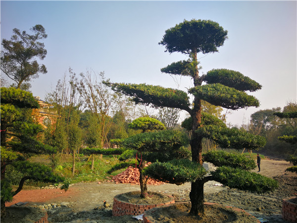 盆栽罗汉松如何修剪？