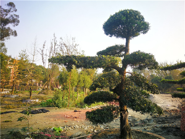 如何养好罗汉松？四川罗汉松盆栽如何养？