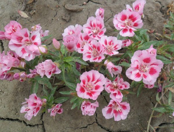 古代稀的种植方法有哪些？