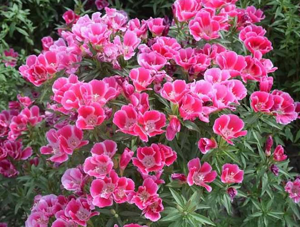 古代稀的花语是什么？有哪些象征意义？