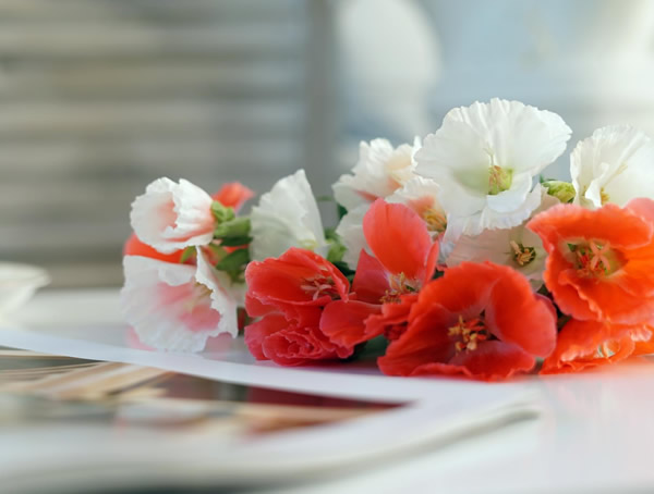 古代稀盆栽方法有哪些要点和注意事项？