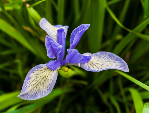 马莲花功效与作用有哪些？