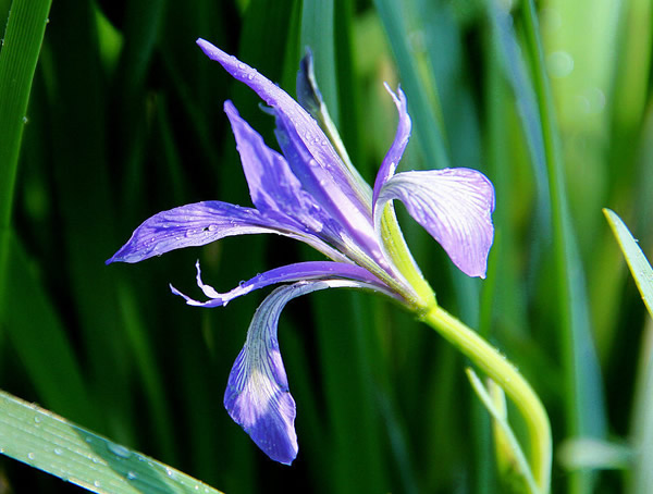 马莲花的寓意和象征有哪些？花语是什么？