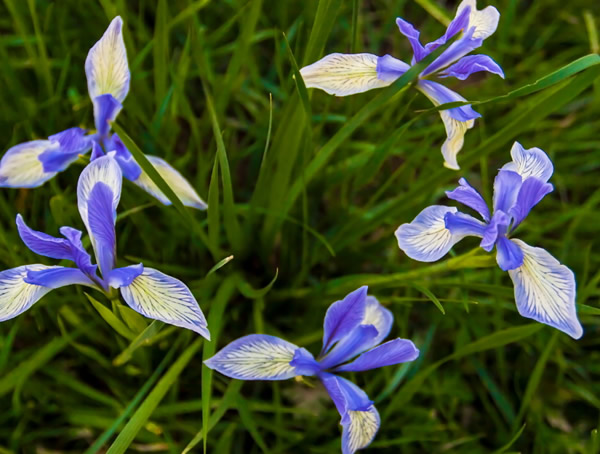 马莲花期是几月？什么时间开花？