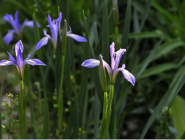 马莲花为什么不开花？怎么处理？