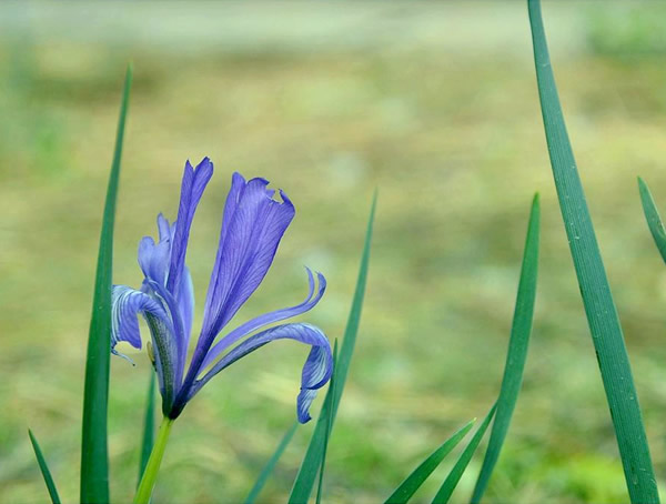 马莲花如何繁殖？有哪些方式？