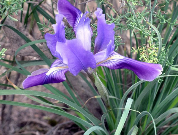 马莲花一般生长在什么地方？