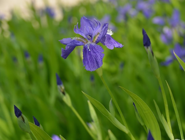 马莲花的特点是什么？有哪些形状？