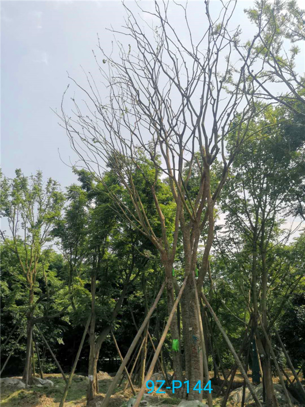 丛生朴树适合那些地方种植？哪些地方的丛生朴树多？