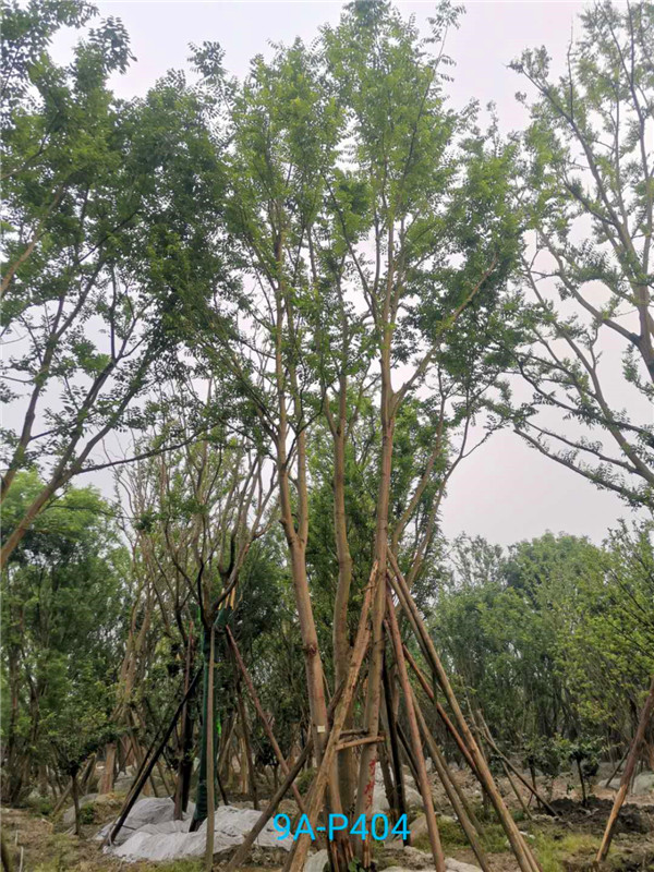 丛生朴树的功效与作用是什么？