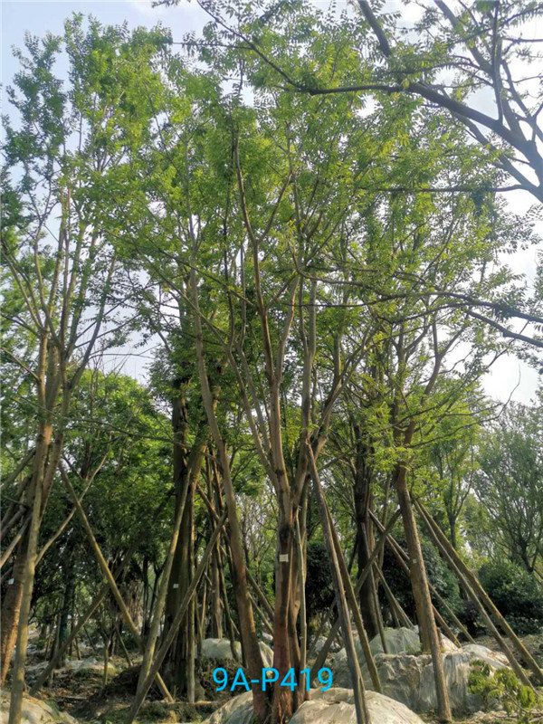 怎么种植丛生朴树？