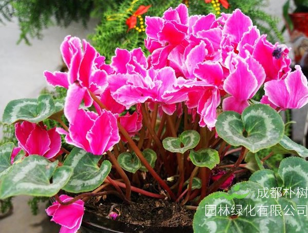 最新的萝卜海棠的养殖方法和注意事项大全