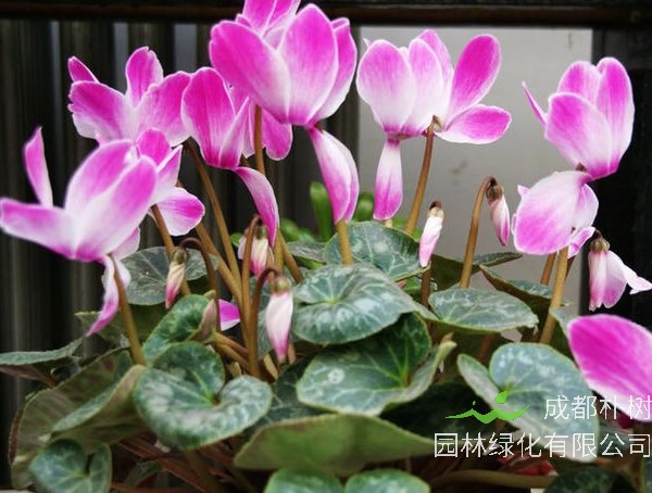 萝卜海棠的养殖和浇水要注意哪些事情？